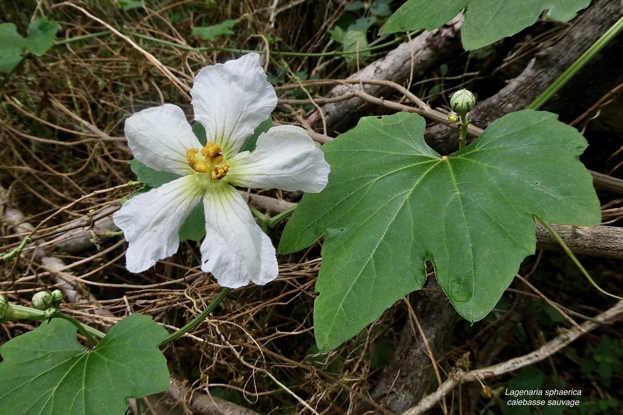 Lagenaria sphaerica (Sond.) Naudin.calebasse sauvage.cucurbitaceae.stenonaturalisé.potentiellement envahissant. (1).jpeg