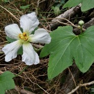 Lagenaria sphaerica (Sond.) Naudin.calebasse sauvage.cucurbitaceae.stenonaturalisé.potentiellement envahissant. (1).jpeg