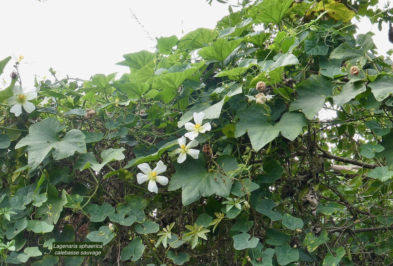 Lagenaria sphaerica (Sond.) Naudin.calebasse sauvage.cucurbitaceae.stenonaturalisé.potentiellement envahissant..jpeg