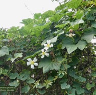 Lagenaria sphaerica (Sond.) Naudin.calebasse sauvage.cucurbitaceae.stenonaturalisé.potentiellement envahissant..jpeg