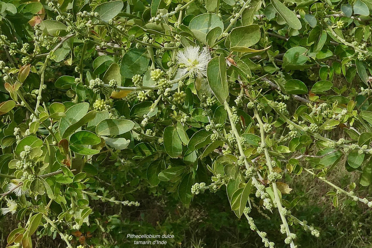 Pithecellobium dulce.tamarin d’Inde.fabaceae.amphinaturalisé..jpeg