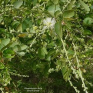 Pithecellobium dulce.tamarin d’Inde.fabaceae.amphinaturalisé..jpeg