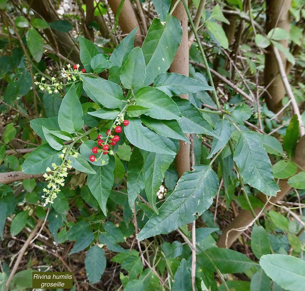 Rivina humilis.groseille.petiveriaceae.assimilé indigène..jpeg