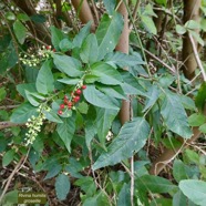 Rivina humilis.groseille.petiveriaceae.assimilé indigène..jpeg