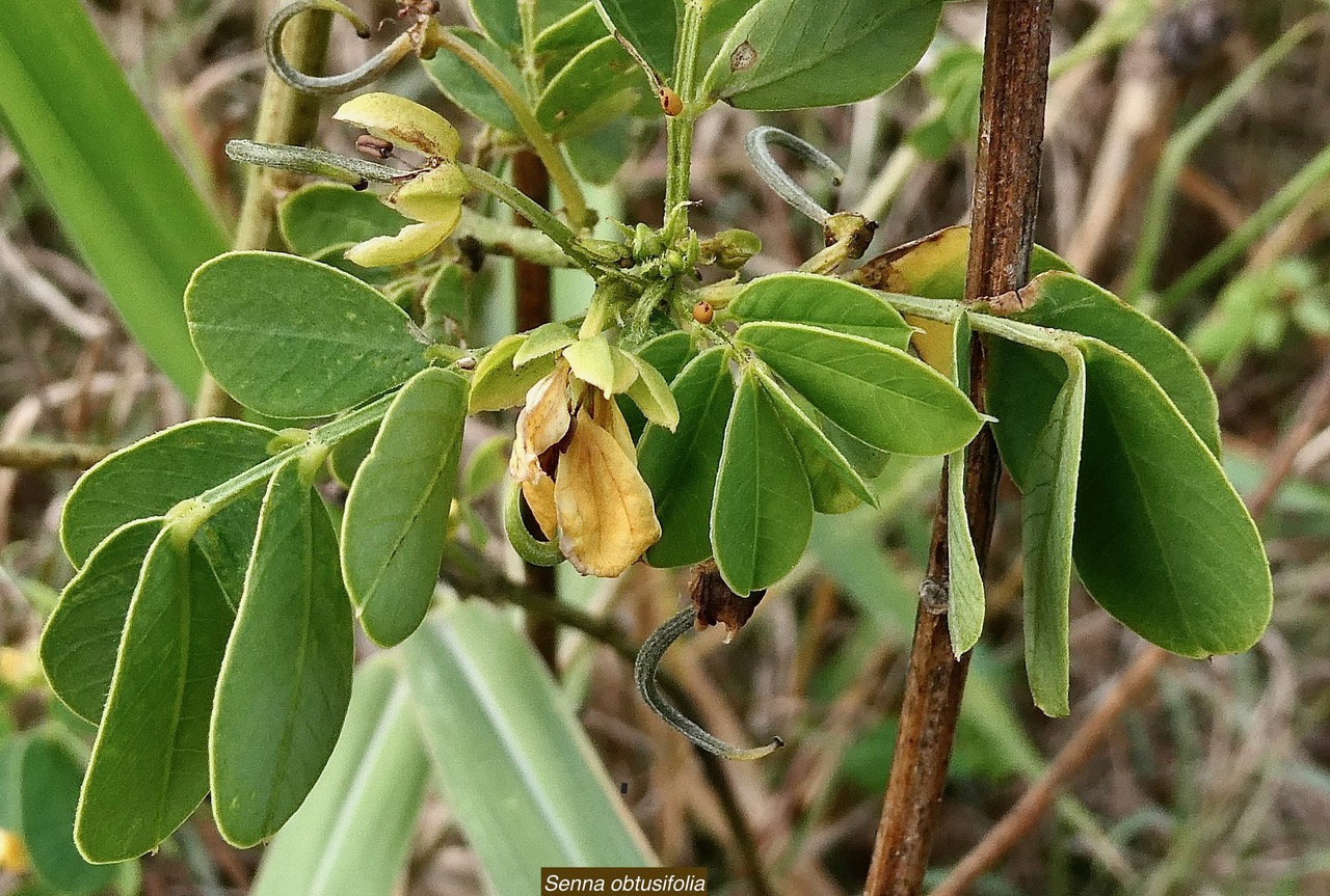 Senna obtusifolia. fabaceae.stenonaturalisé ? (1).jpeg