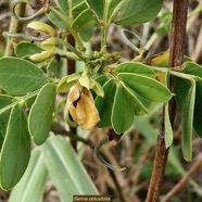 Senna obtusifolia. fabaceae.stenonaturalisé ? (1).jpeg