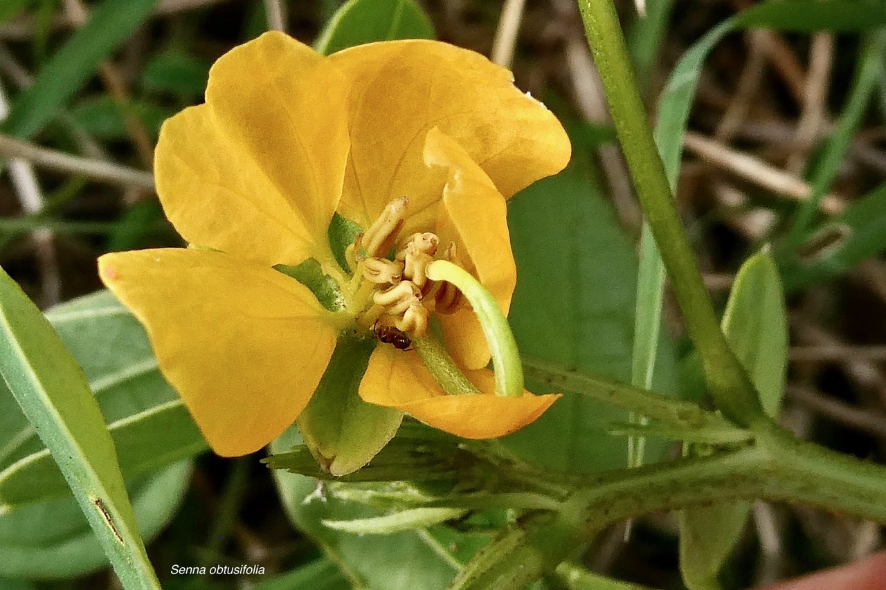 Senna obtusifolia. fabaceae.stenonaturalisé ?.jpeg