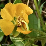 Senna obtusifolia. fabaceae.stenonaturalisé ?.jpeg