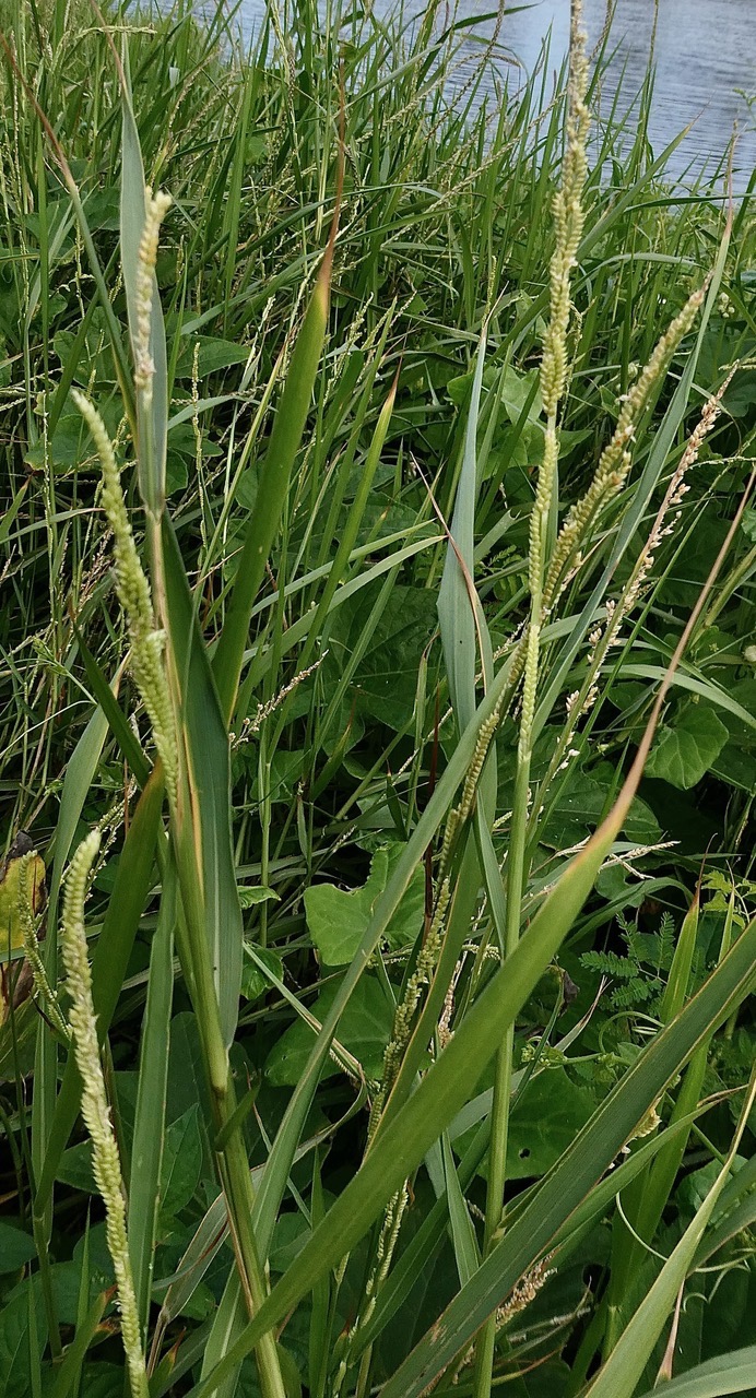 Setaria geminata.herbe de riz.poaceae. cryptogène. (1).jpeg