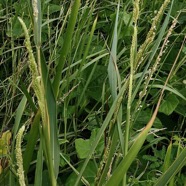 Setaria geminata.herbe de riz.poaceae. cryptogène. (1).jpeg