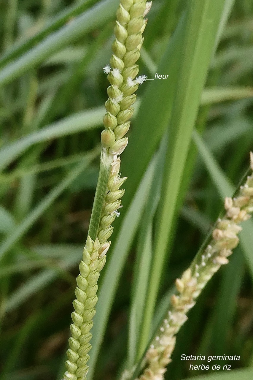 Setaria geminata.herbe de riz.poaceae. cryptogène..jpeg