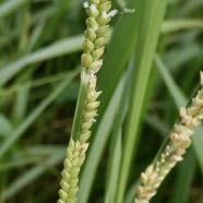 Setaria geminata.herbe de riz.poaceae. cryptogène..jpeg