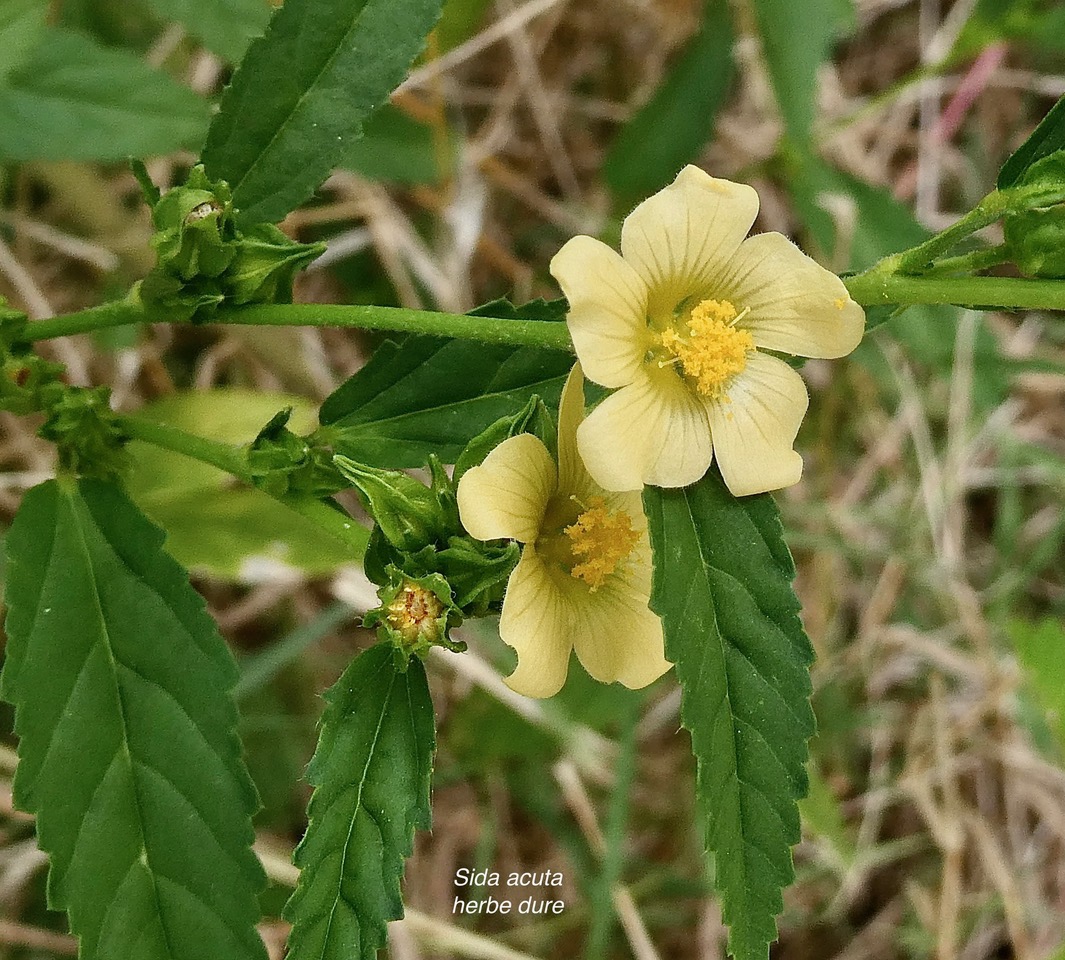 Sida acuta.herbe dure.malvaceae.sténonaturalisé ?.jpeg