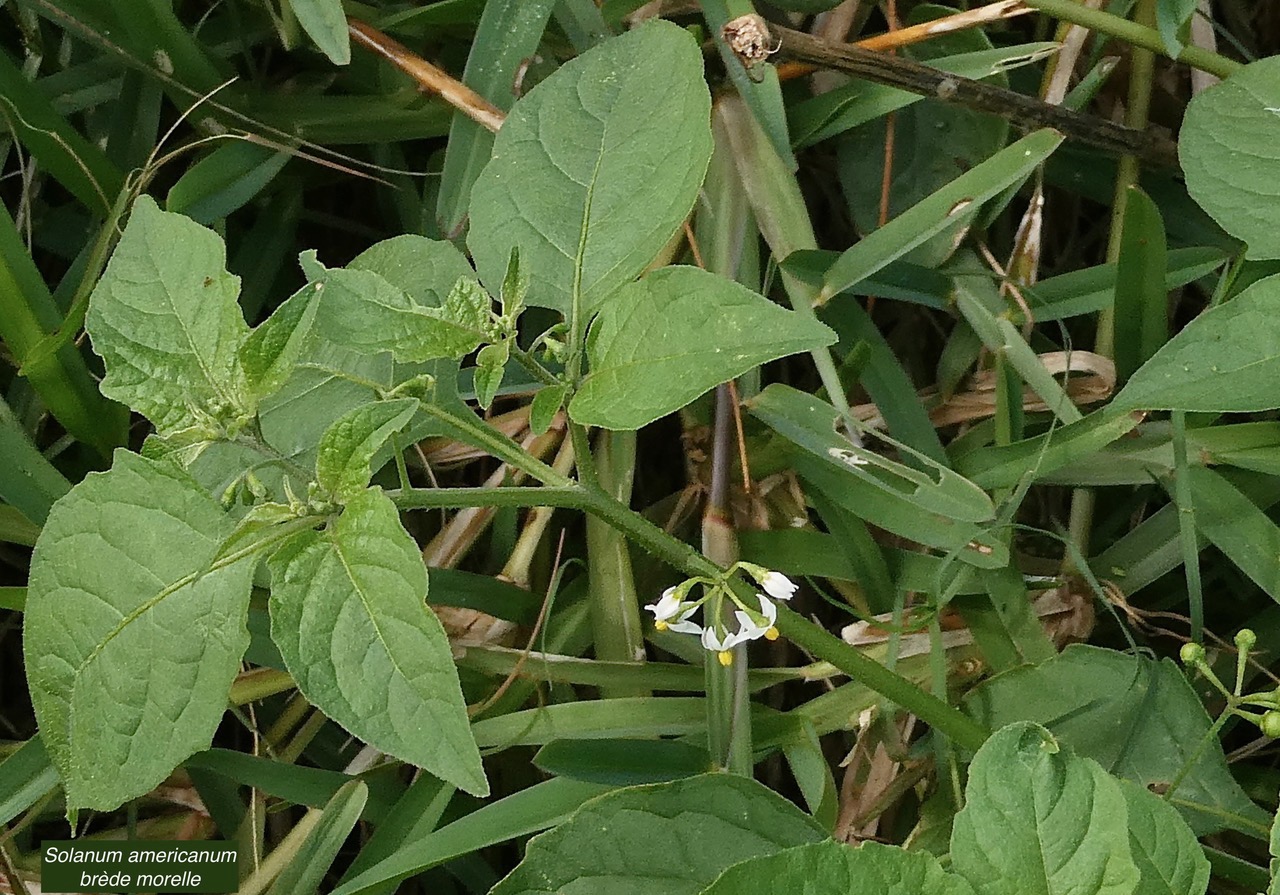 Solanum americanum.brède morelle.solanaceae.amphinaturalisé. (1).jpeg