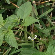 Solanum americanum.brède morelle.solanaceae.amphinaturalisé. (1).jpeg