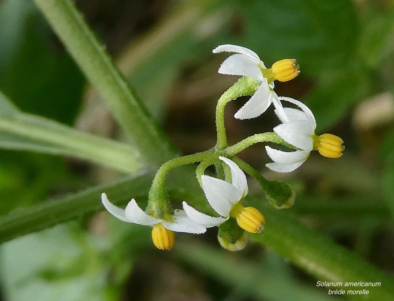 Solanum americanum.brède morelle.solanaceae.amphinaturalisé..jpeg