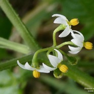 Solanum americanum.brède morelle.solanaceae.amphinaturalisé..jpeg