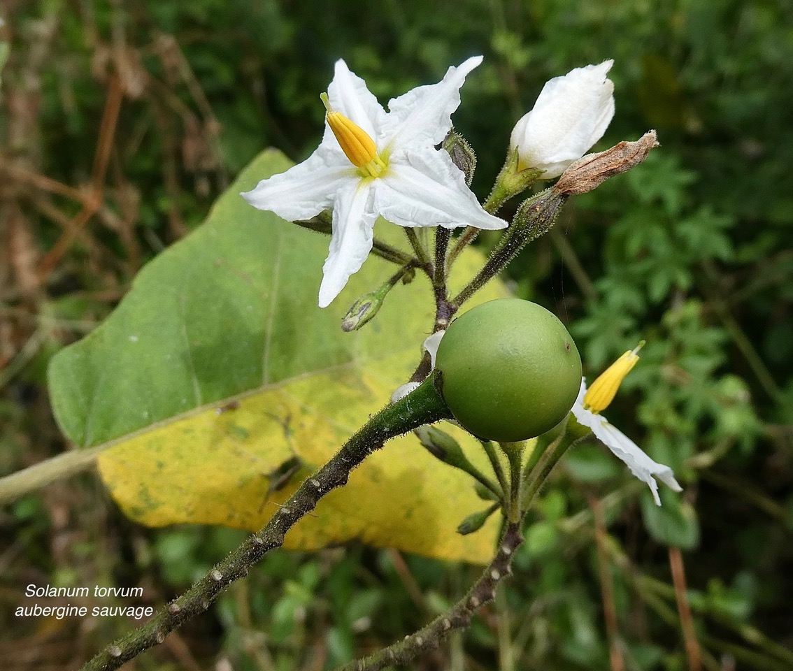 Solanum torvum.aubergine sauvage.solanaceae.stenonaturalisé. (1).jpeg