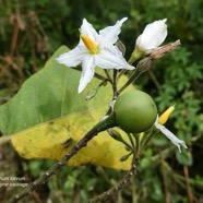 Solanum torvum.aubergine sauvage.solanaceae.stenonaturalisé. (1).jpeg