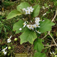 Solanum torvum.aubergine sauvage.solanaceae.stenonaturalisé. (2).jpeg