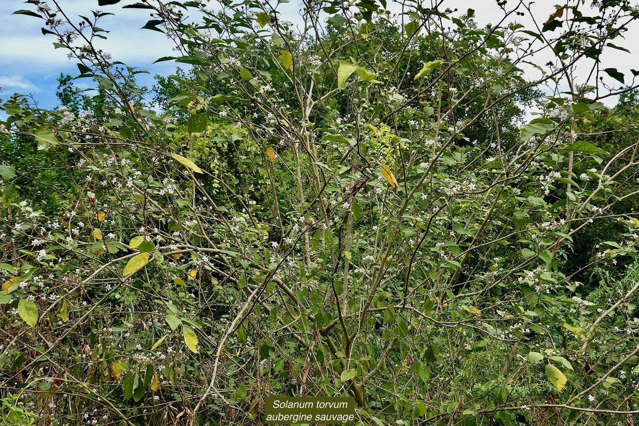 Solanum torvum.aubergine sauvage.solanaceae.stenonaturalisé..jpeg