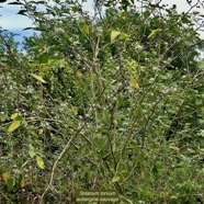 Solanum torvum.aubergine sauvage.solanaceae.stenonaturalisé..jpeg