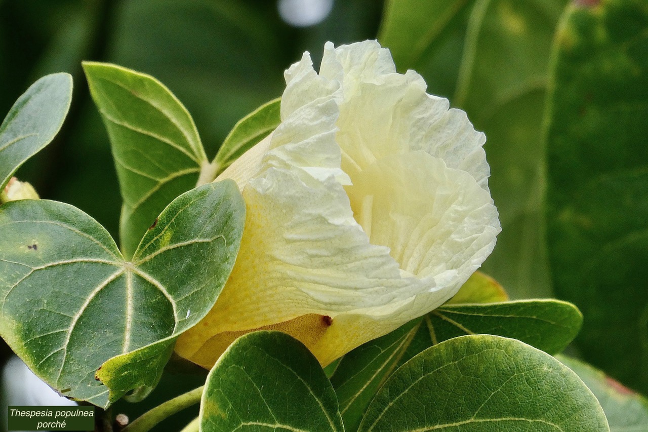 Thespesia populnea.porché.bois de peinture.( fleur jaune fraichement épanouie ) .malvaceae.espèce cultivée..jpeg