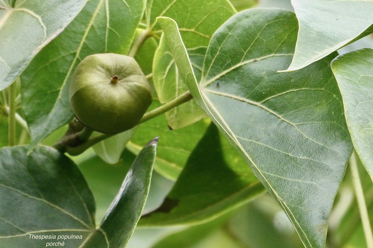 Thespesia populnea.porché.bois de peinture.( fruit à pédoncule court ) malvaceae.espèce cultivée..jpeg