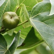 Thespesia populnea.porché.bois de peinture.( fruit à pédoncule court ) malvaceae.espèce cultivée..jpeg