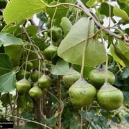 Thespesia populneoides.porché. bois de peinture. ( fruis pendants avec de longs pédoncules ) malvaceae.indigène Réunion?.jpeg