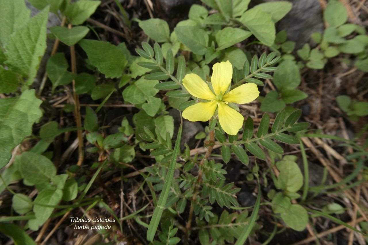 Tribulus cistoides.herbe pagode.pagode.zygophyllaceae..jpeg