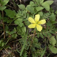 Tribulus cistoides.herbe pagode.pagode.zygophyllaceae..jpeg