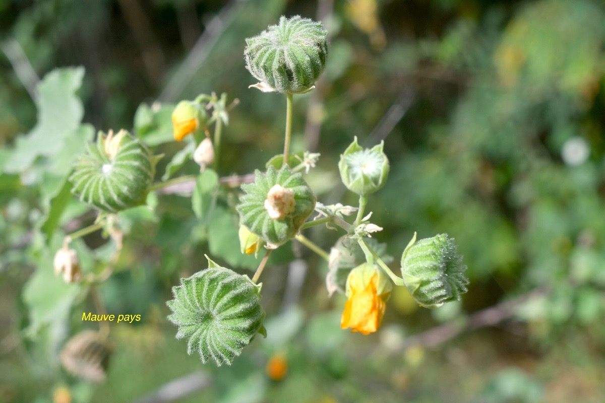 Abutilon indicum Mauve pays Malvaceae E E 2220.jpeg