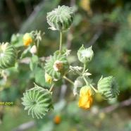 Abutilon indicum Mauve pays Malvaceae E E 2220.jpeg