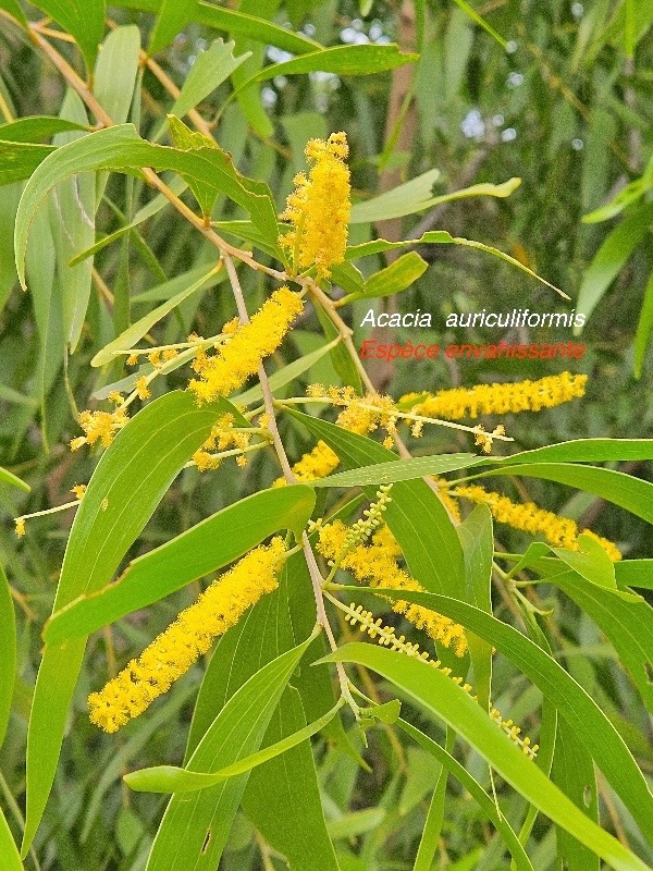 Acacia auriculiformis Fabaceae E E 52.jpeg