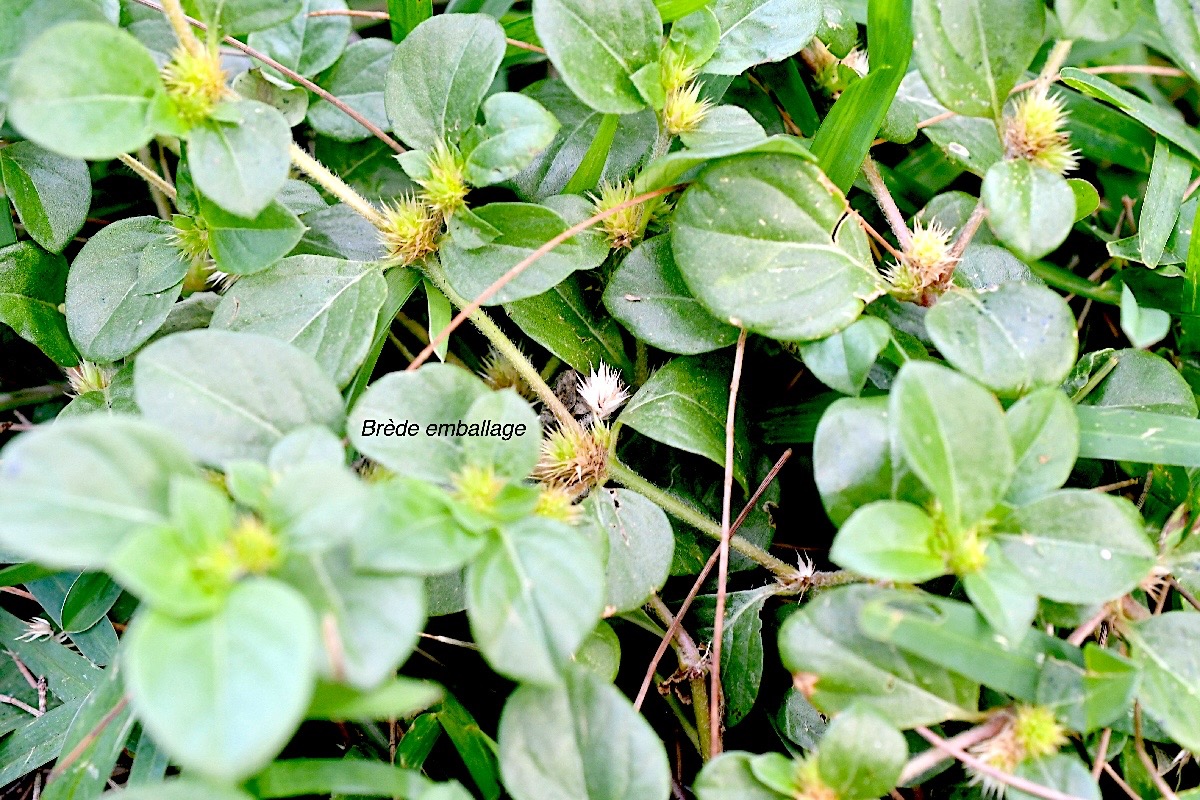 Alternanthera pungens Brède emballage Amaranthaceae E E 2228.jpeg