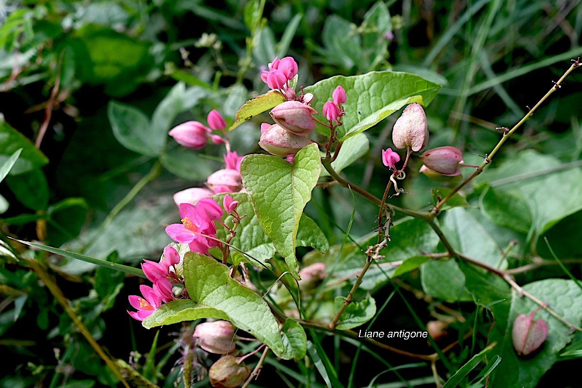 Antigonon leptopus Liane antigone Polygonaceae Amphinaturalisé 2213.jpeg