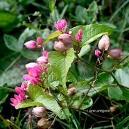 Antigonon leptopus Liane antigone Polygonaceae Amphinaturalisé 2213.jpeg