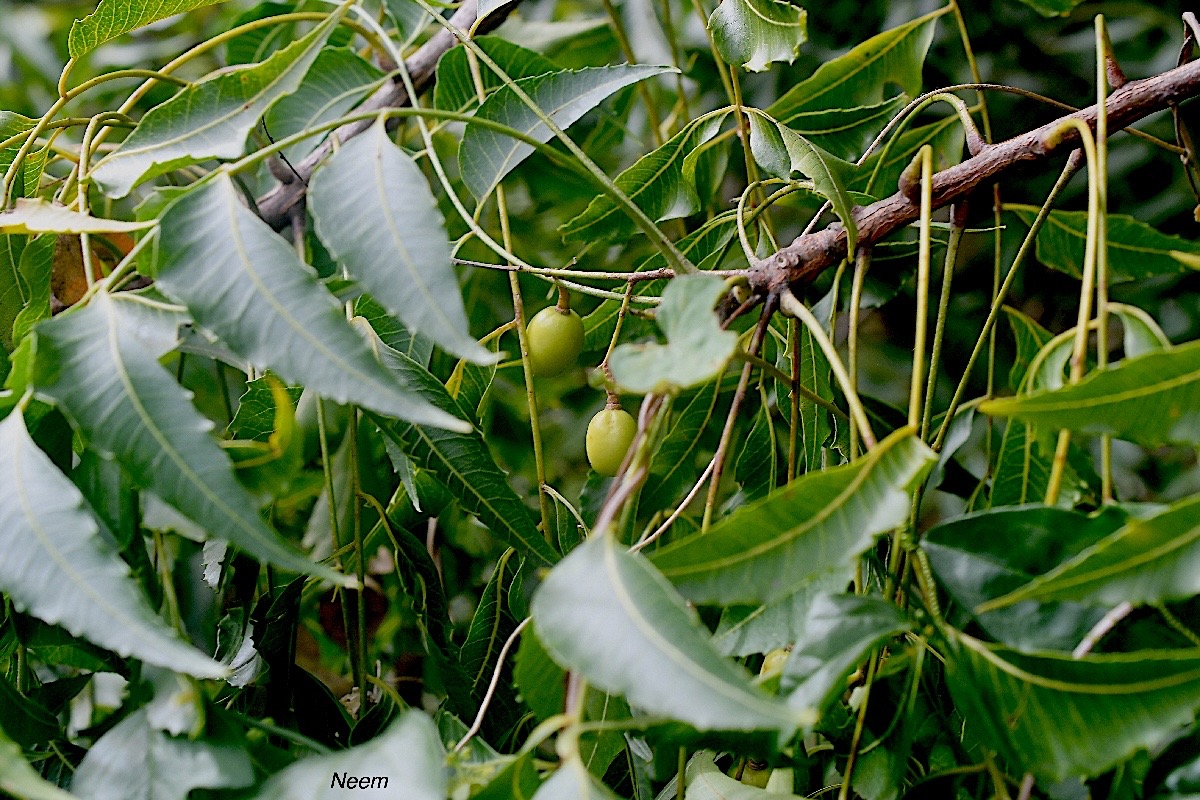 Azadirachta indica Neem Meliaceae Inde 2242.jpeg