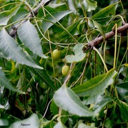 Azadirachta indica Neem Meliaceae Inde 2242.jpeg