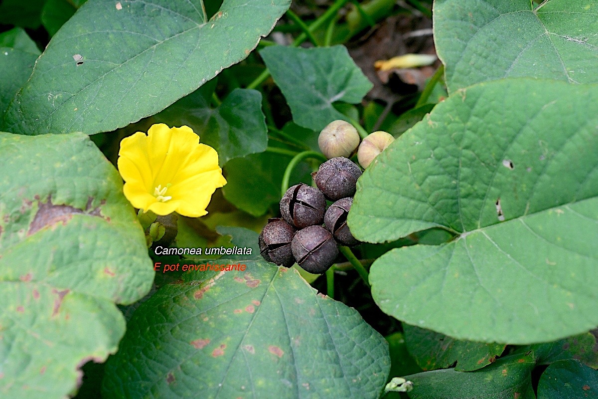 Camonea umbellata Convolvulaceae E pot Envahissante 2268.jpeg