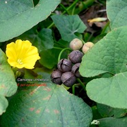 Camonea umbellata Convolvulaceae E pot Envahissante 2268.jpeg