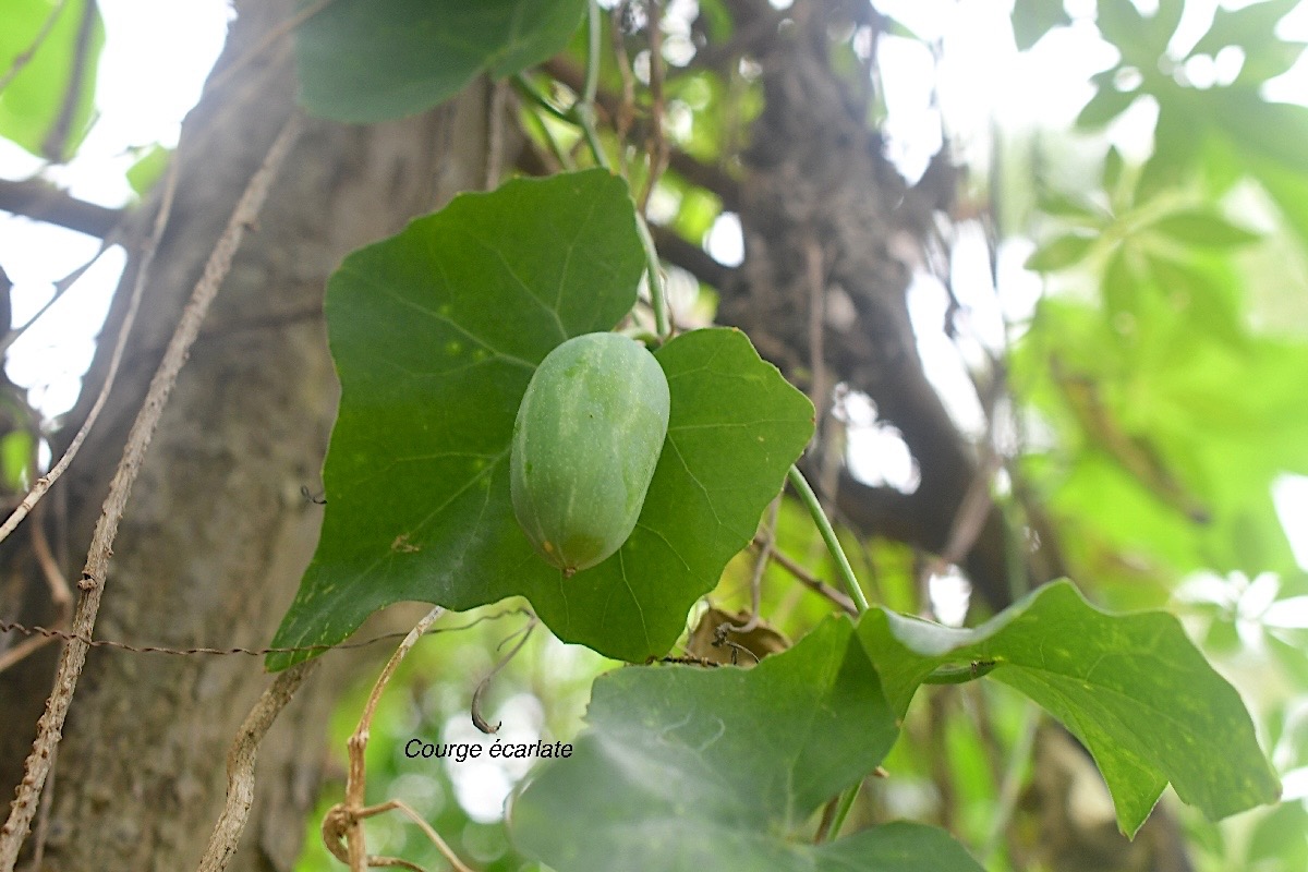 Coccinia grandis Courge e?carlate Cuc urbitaceae Sténonaturalisé 2255.jpeg