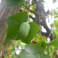 Coccinia grandis Courge e?carlate Cuc urbitaceae Sténonaturalisé 2255.jpeg