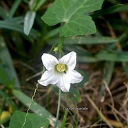 Coccinia grandis Courge écarlate Cucurbitaceae Sténonaturalisé 2226.jpeg