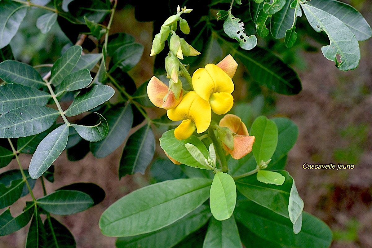 Crotalaria retusa Cascavelle jau ne Fabaceae Cryptogène 2236.jpeg