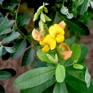 Crotalaria retusa Cascavelle jau ne Fabaceae Cryptogène 2236.jpeg