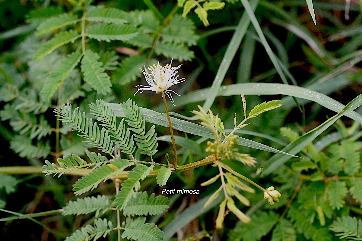 Desmanthus virgatus Petit mimosa F abaceae Amphinaturalisé 2201.jpeg