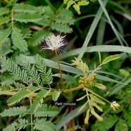 Desmanthus virgatus Petit mimosa F abaceae Amphinaturalisé 2201.jpeg