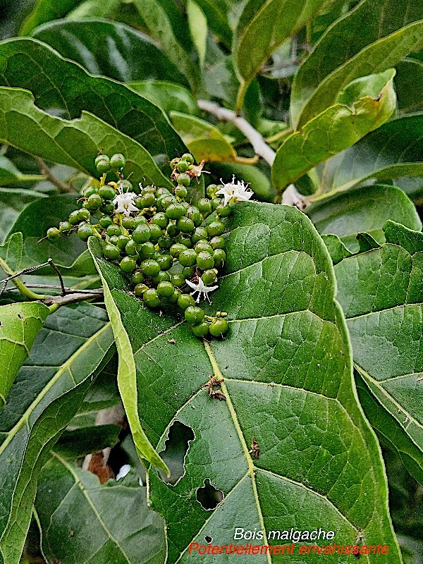 Ehretia cymosa Bois malgache Boraginaceae Pot E 22.jpeg